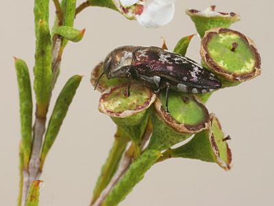Diphucrania rubicunda, PL0333, female, on Hysterobaeckea behrii, MU, 6.3 × 2.7 mm